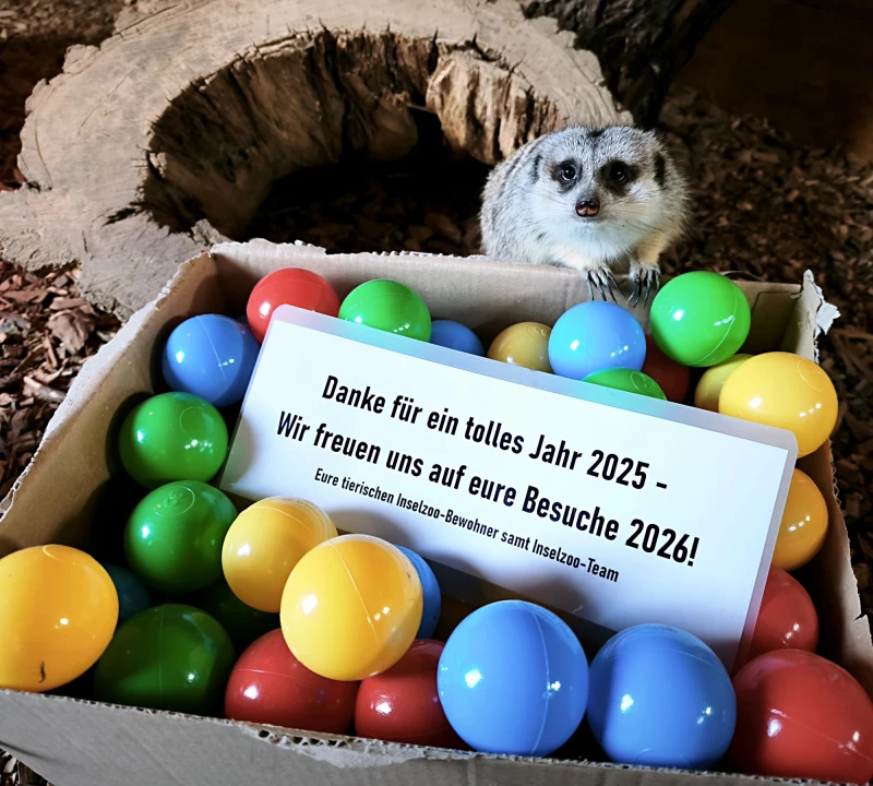 Inselzoo Altenburg 2025: Erfolgreiche Bilanz mit fast 100.000 Besuchern | Danke für ein tolles Jahr 2025 - Wir freuen uns auf eure Besuche 2026!