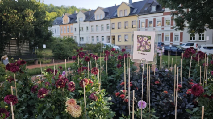 VorschauBild - Erste Dahlienblüten im Schmöllner Dahliengarten