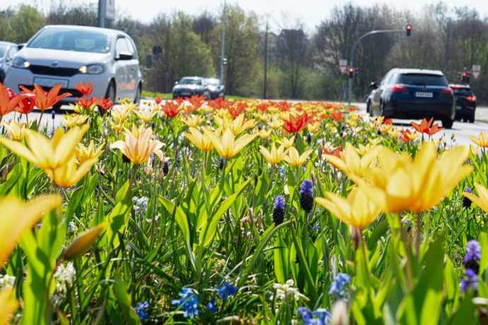 VorschauBild - Altenburg blüht auf: 2.000 Frühblüher und neue Blühsträucher