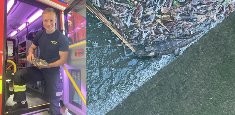 Wem gehört das Krokodil aus dem Großen Teich in Altenburg? | Brandmeister Marcus Gräfe mit dem Krokodil