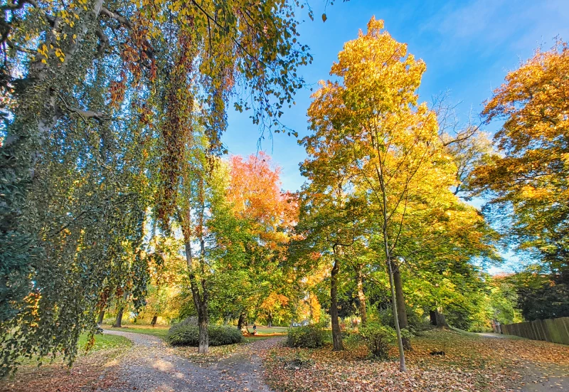 Frühzeitiger Beginn der Baumpflegesaison in Altenburg | Schmidtser Park in Altenburg