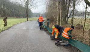 Kröten auf Liebestour: Ehrenamtliche Helfer gesucht