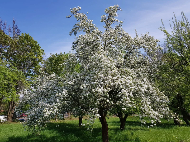 Vortrag: Mehr als nur Obst – Das Ökosystem Streuobstwiese als Hotspot der Biodiversität | Streuobstwiese im Altenburger Land