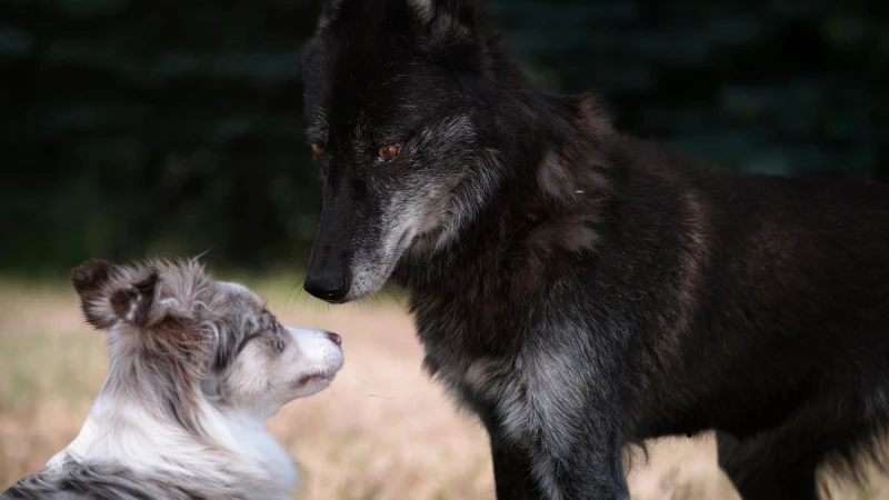 Veranstaltungen im August 2023 im Lindenau-Museum Altenburg | Asta Groeting, Wolf und Hund, 2021, Filmstill