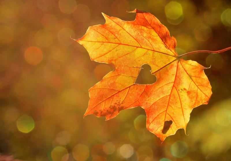 Kürbistag und Herbstmarkt im Botanischen Garten Altenburg | 