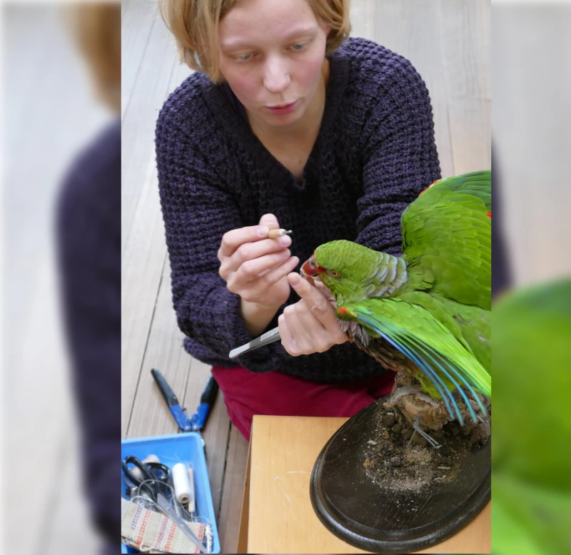 Naturkunde für Kinder: „Sind die Augen echt? | Die Tierpräparatorin Lydia Mäder (Frohburg) bei der Schaupräparation eines Papagei im Mauritianum 2016