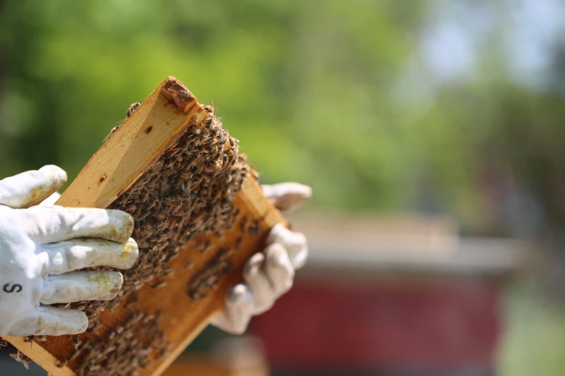 Fleißige Bienen machen guten Honig | 