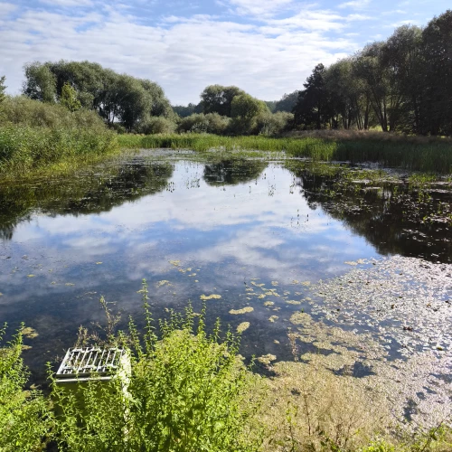 Durch eine umfangreiche Entschlammung konnte der Teich
im Prehnaer Holz wiederhergestellt werden.  Foto: Tobias Eggert