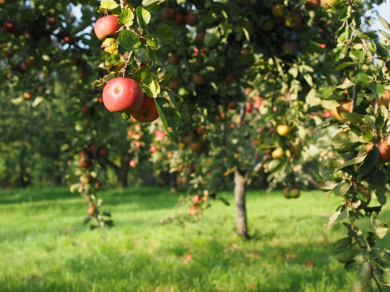 Pflege wertvoller Apfelbäume der Altenburger Streuobstwiese in der Zwickauer Straße | 