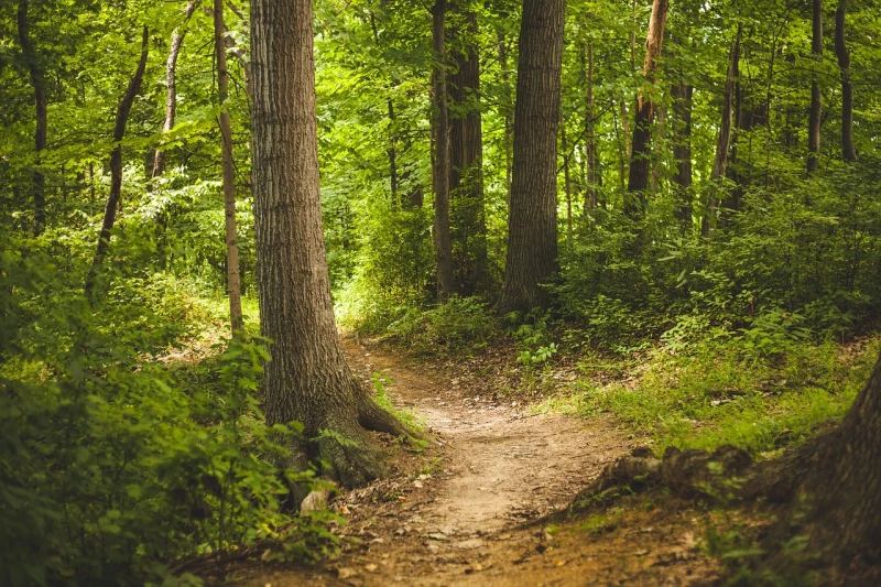 Familienwanderung ins Prehnaer Holz | 