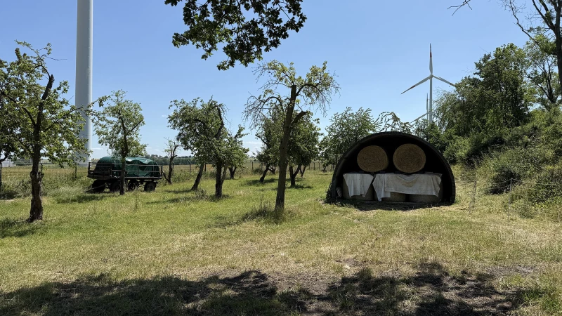Ehemalige Kohletiefbaufläche in Neubraunshain als Streuobstwiese hergerichtet | Bestand an alten Obstbäumen auf der Streuobstwiese Neubraunshain