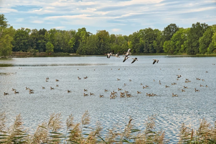 VorschauBild - Der Herbstzug der Wasservögel – Vogelbeobachtungen im Haselbacher Teichgebiet