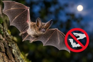 Tollwut-Virus bei Fledermaus in Altenburg nachgewiesen