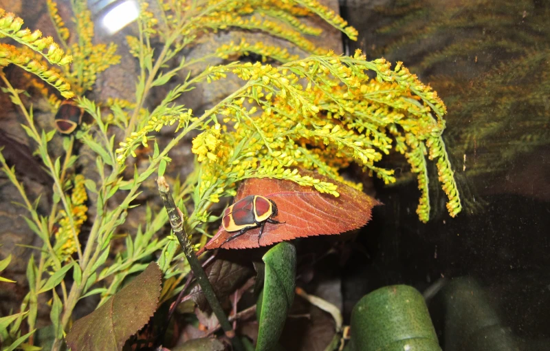 Originelle Valentinsaktionen im Altenburger Inselzoo | Rosenkäfer