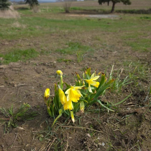  Im Donatgrund ist alles Platt