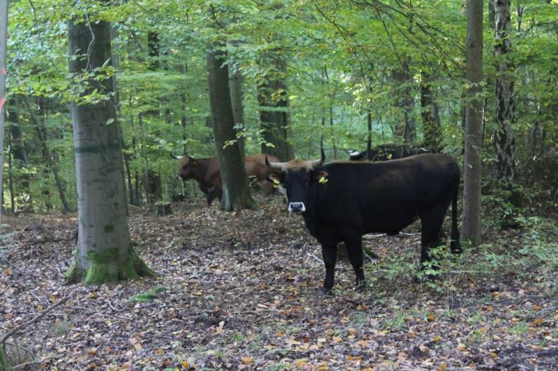 Vortragsveranstaltung: Biodiversitätsentwicklung durch Rinderbeweidung | Taurusrinder im Waldweideprojekt „Uhlstädter Heide“