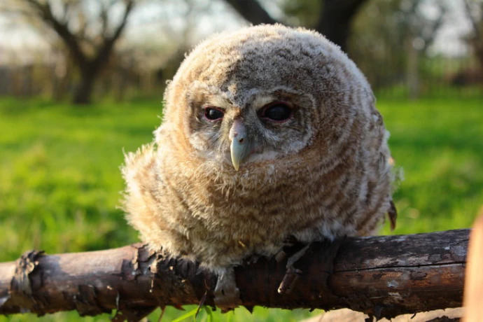 VorschauBild - Vogelstimmenexkursion im Schlosspark Altenburg — 18. April, 08:00 Uhr