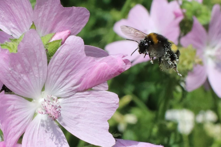 Eine Dunkle Erdhummel fliegt eine Rosen-Malve-Blüte an.