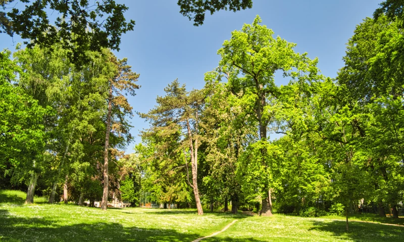 Pflegearbeiten am städtischen Baumbestand beginnen  | Im Schmidtser Park