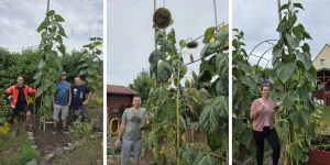 1050 Sonnen(blumen) für Altenburg: Die Sieger stehen fest