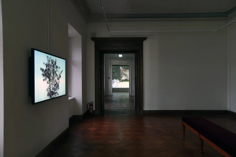 Künstleringespräch mit Asta Gröting fällt aus | Blick in die Ausstellung „Asta Gröting. Das Wesen von x – Gerhard-Altenbourg-Preis 2023" mit den Arbeiten „Cherry Blossom – Dawn and Dusk" und „Wolf and Dog" © Asta Gröting/VG Bild-Kunst, Bonn 2023