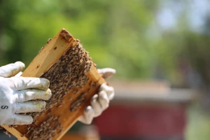 Fleißige Bienen machen guten Honig