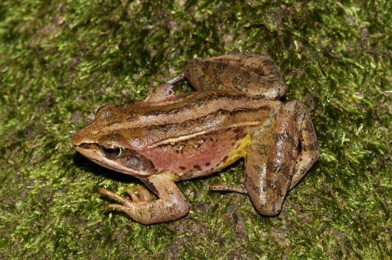 Vortragsveranstaltung – Themenabend: „Es ist 5 vor 12 – Hilfe für unsere Amphibien“ | Moorfrosch
