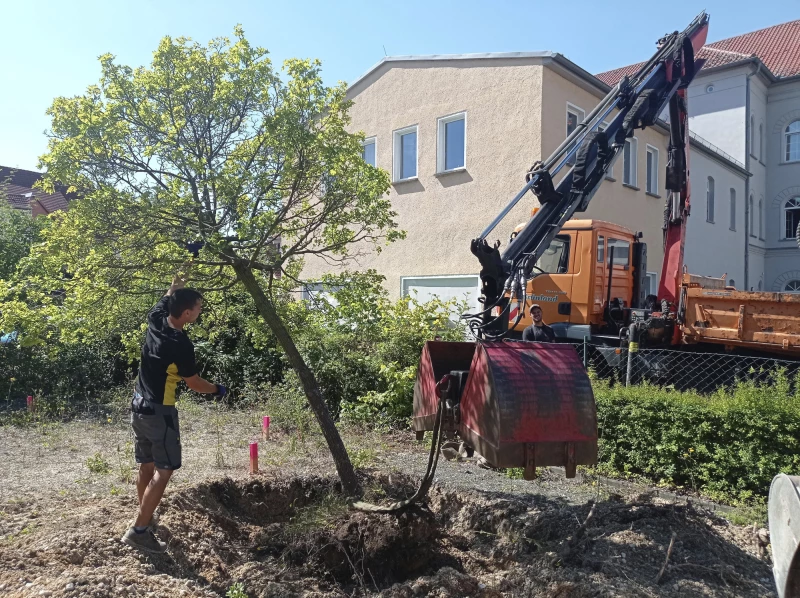 Neues Zuhause für Ahornbäume aus der Schmöllner Schloßstraße | Anlegen Schutzgurt am Baumstamm und vorsichtiges Lösen des Wurzelballens nach vorheriger Freilage