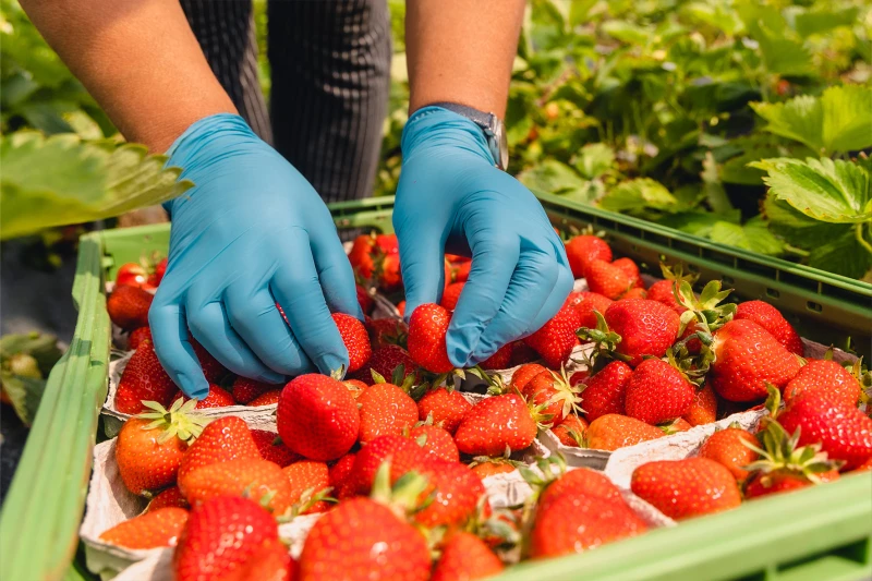 Vom Lohn bis zur Unterkunft – Erntehelfer im Altenburger Land sind keine „Feldarbeiter 2. Klasse“ | Süß und lecker: frisch gepflückte Erdbeeren. Die Arbeit, die hinter der Erdbeerernte steckt, ist allerdings hart, sagt die Agrar-Gewerkschaft IG BAU Thüringen. Sie appelliert an die Landwirte im Altenburger Land, auf faire Löhne und anständige Unterkünfte für Erntehelfer zu achten.