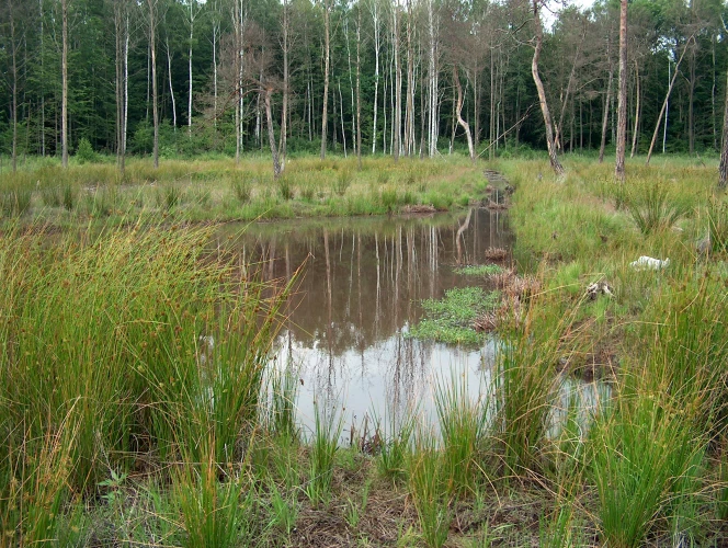 VorschauBild - Moor ohne Wasser! – Das Haselbacher Moor im Kammerforst