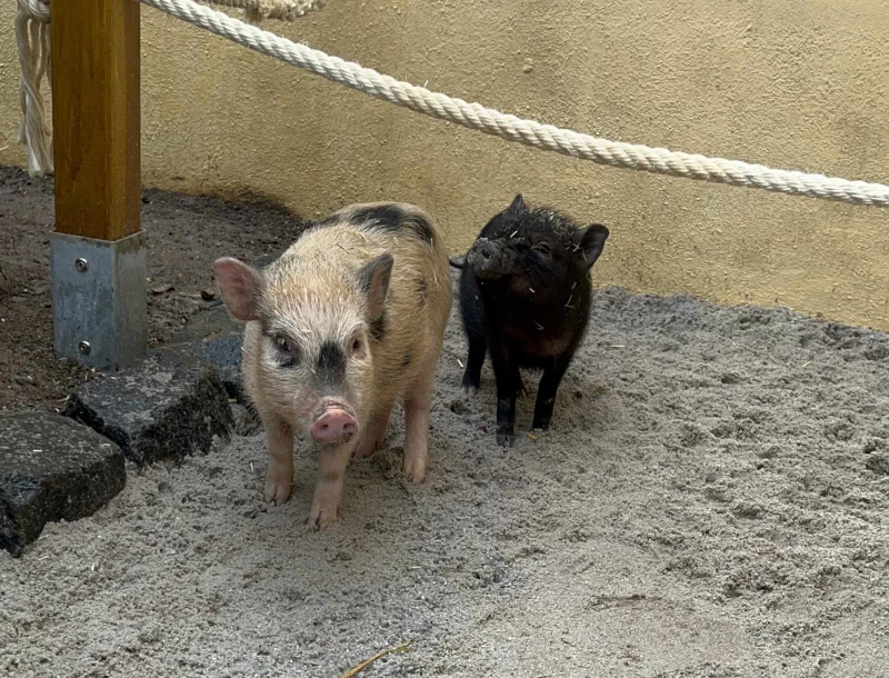 Beeindruckende Bilanz des Altenburger Inselzoo's für 2023 | Minischweine des Altenburger Inselzoos