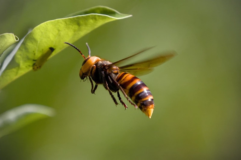 Insektenjäger aus Fernost erobern langsam Deutschland | 