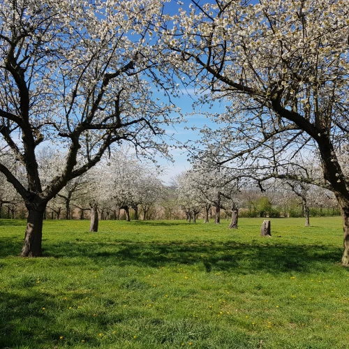 Die Streuobstwiese am Gut Priefel wurde durch fachgerechten
Obstbaumschnitt saniert. Foto: LPV