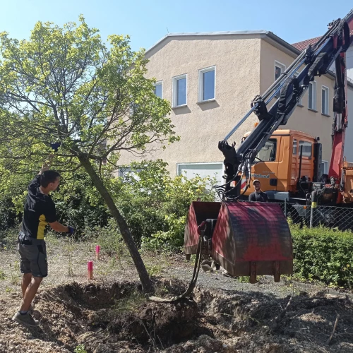 Anlegen Schutzgurt am Baumstamm und vorsichtiges Lösen des Wurzelballens nach vorheriger Freilage