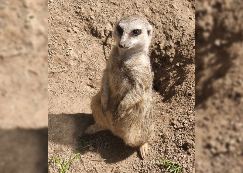 „Otto Ohrlos“: Neues Erdmännchen im Altenburger Inselzoo | "Otto Ohrlos"