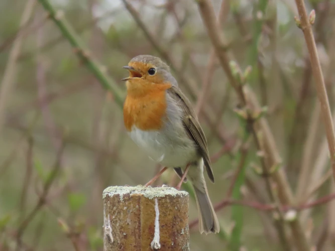 VorschauBild - Vogelstimmenexkursion auf dem Altenburger Friedhof