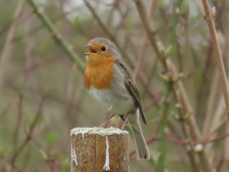 Vogelstimmenexkursion auf dem Altenburger Friedhof | Rotkehlchen