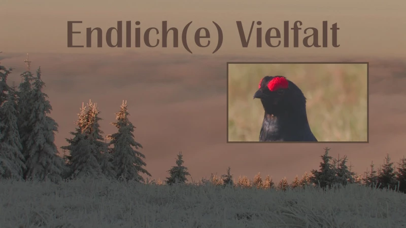 Endlich(e) Vielfalt – Biologische Vielfalt am Beispiel des Westerzgebirges: Teil I Offenland | Endlich(e) Vielfalt – Biologische Vielfalt am Beispiel des Westerzgebirges: Teil I Offenland