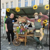 1050 Sonnen(blumen) für Altenburg: Gartenfreunde kämpfen um die höchste Sonnenblume