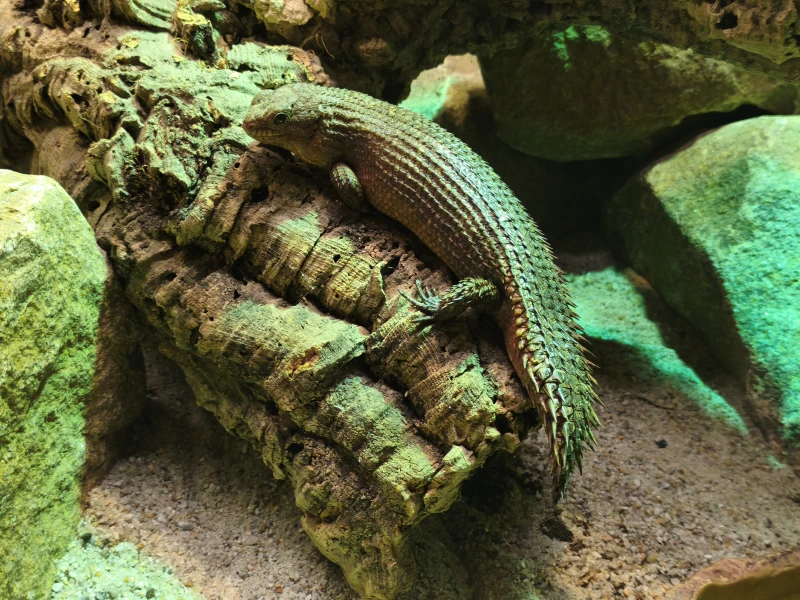 Inselzoo Altenburg erweitert Vivarium um drei Reptilienarten | Dornschwanzskink