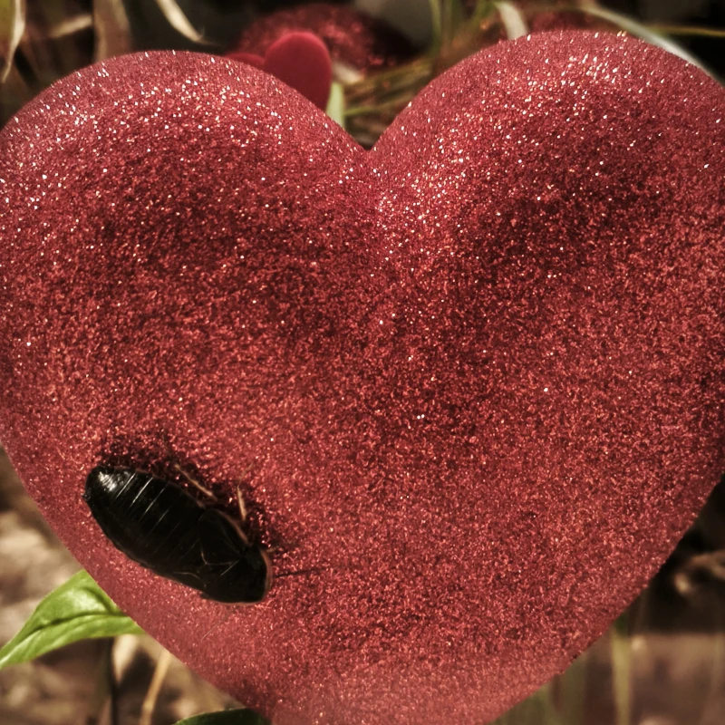 Mehr als 60 Patenschaften zum Valentinstag – Aktion wird verlängert | 