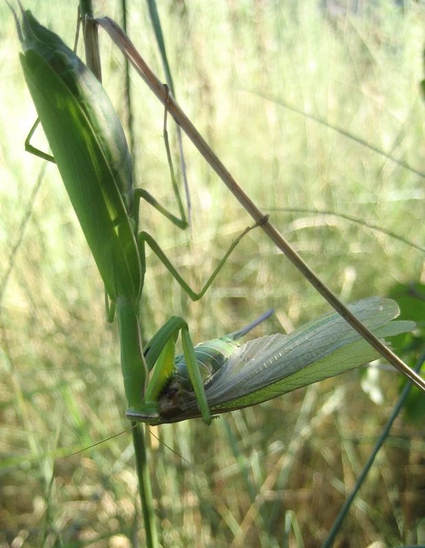 VorschauBild - Grashüpfer, Heupferd, Grille & Co – Ein Exkurs in die Heuschreckenfauna des Altenburger Landes