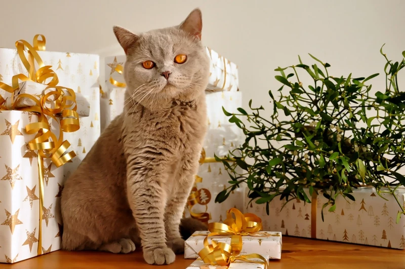 Bitte keine Tiere als Weihnachtsgeschenke | 