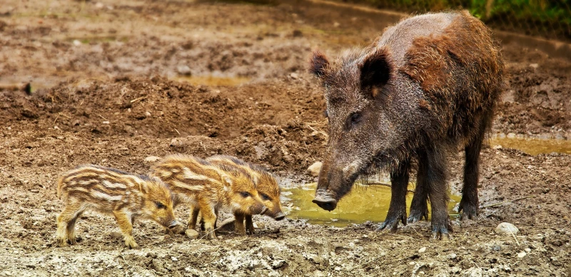 Schweinepest grassiert europaweit | 