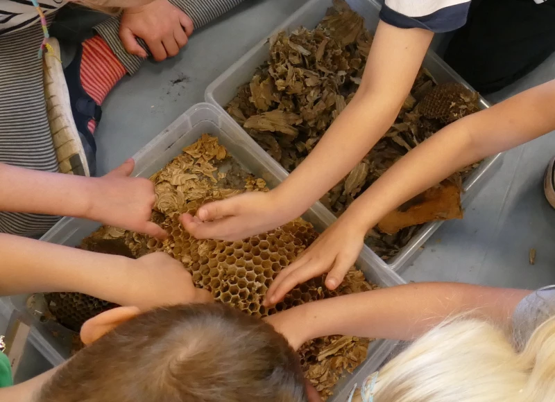 Kleine Naturforscher gesucht | Untersuchen einer Hornissenwabe