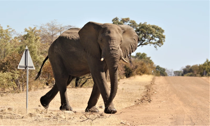 Herzlich willkommen im Süden Afrikas | Elefant hat Vorrecht