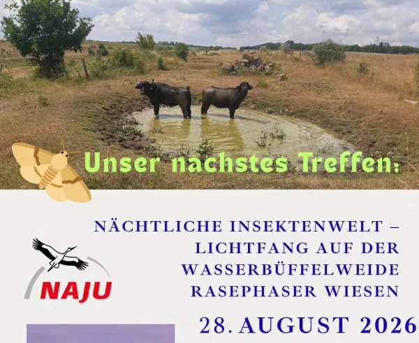 NAJU: Nächtliche Insektenwelt